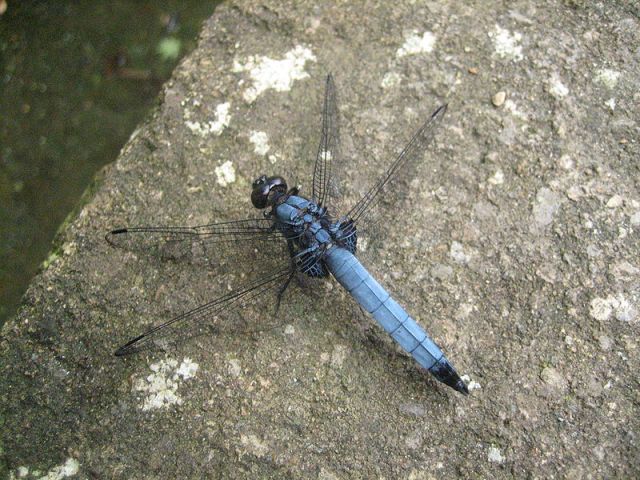 800px-Blue_dragonfly_Kamakura_Japan